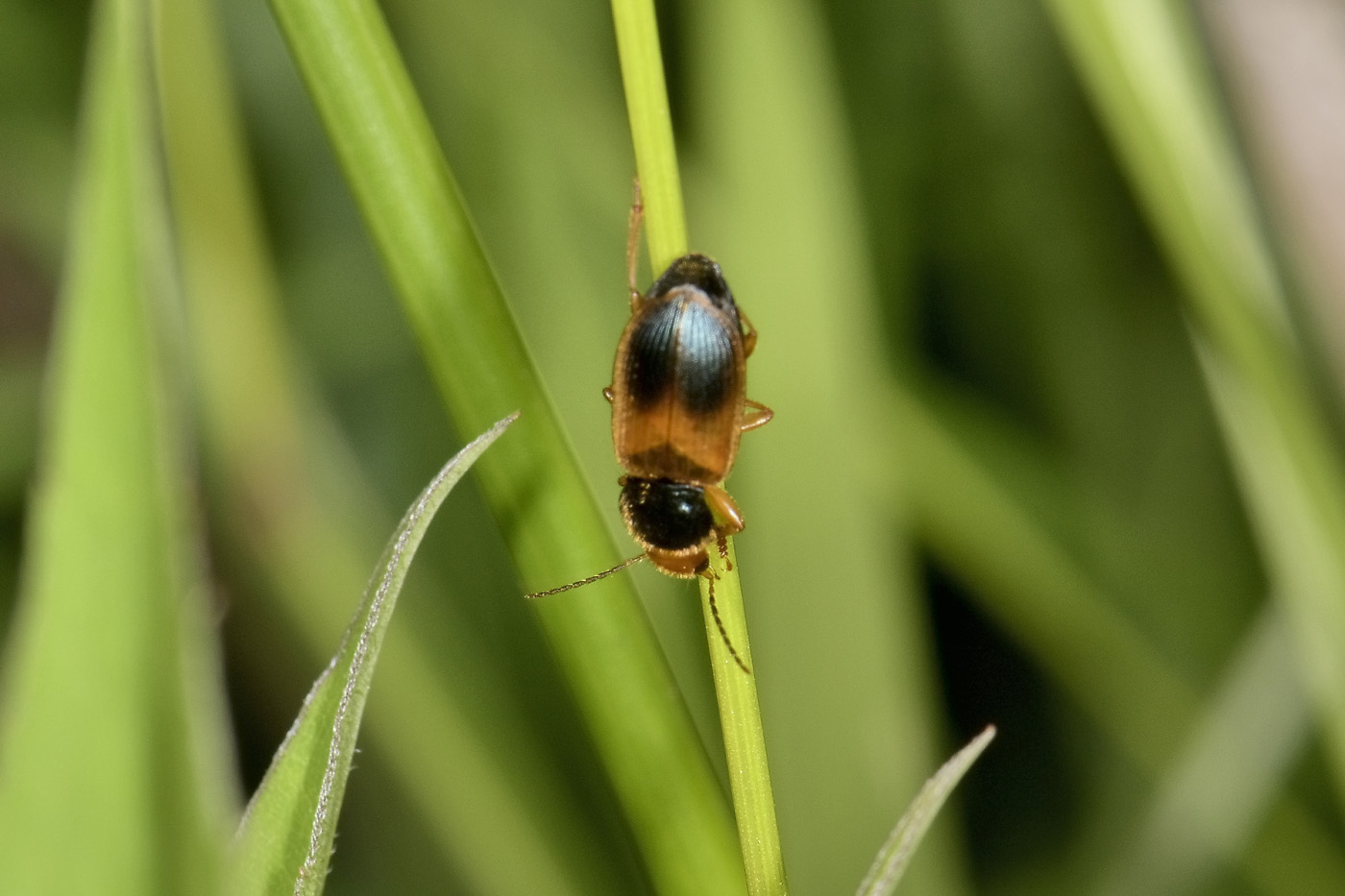 Carabidae: Diachromus germanus?  S